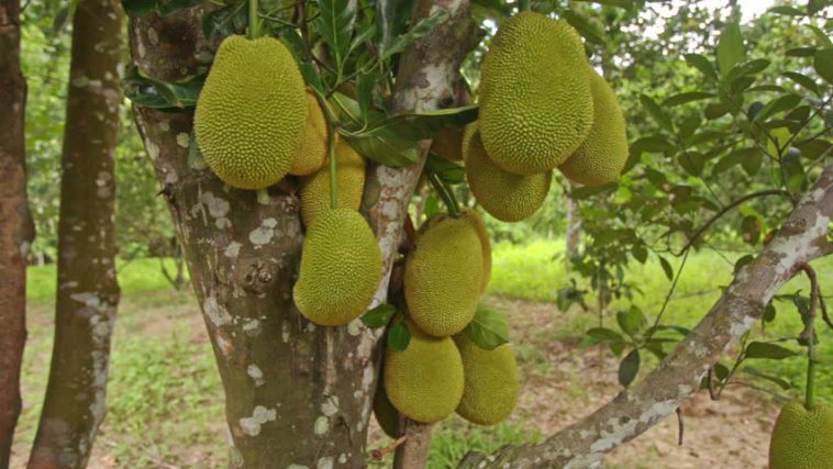 Underutilized crop species of Africa and food security