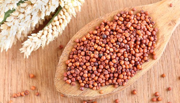 finger millet, an underutilized malt grain